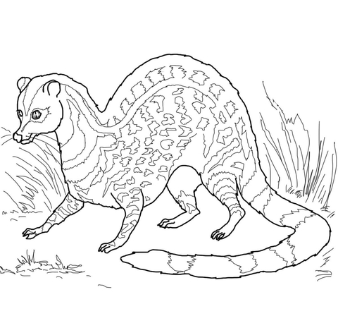 Indian Civet Coloring Page